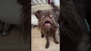 Two Brussels griffons are waiting for treats shortsbrusselsgriffongriffonspuppylifegriffonpuppy [upl. by Enetsirhc]