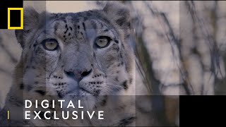 Snow Leopards  101 Facts  National Geographic Wild UK [upl. by Munniks]