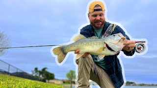 BIG Central Florida Bass ON FLY  Back In Lakeland [upl. by Notserk]