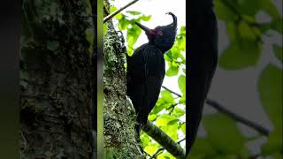 El canto de un carpintero Negro Campephilus magellanicus  🇨🇱❤️patagoniachilena aves [upl. by Baniaz]