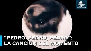 ¿De dónde viene “Pedro” el mapache y cómo surgió la canción que se viralizó [upl. by Ardnama]