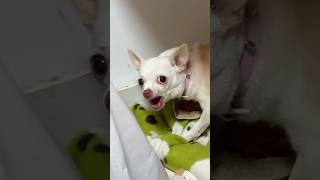 Cuchi cuchi chihuahua nikiangry vs frenchbulldog Zephurka dog funny puppy pets [upl. by Gathers]