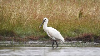 Eurasian spoonbill on Galterö [upl. by Lajes]