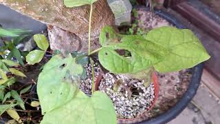 Seedlings of Carob and PersimmonKaki [upl. by Schecter]