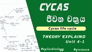 Cycas life cycle in sinhala  Cycas ජීවන චක්‍රය  Theory සරලව පැහැදිලිව [upl. by Arahsat]