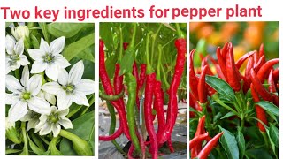 How to grow and care for hot peppers 🌶️🥵 Spray for pepper plants growth gardening735 [upl. by Ativ92]