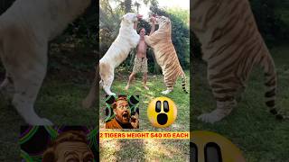 2 Tigers weight 540 kg each he is incredible trending shorts [upl. by Enak]