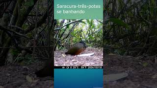 Saracura se banhando animaissilvestres faunabrasileira aves animaisdafloresta natureza birds [upl. by Eniladam]