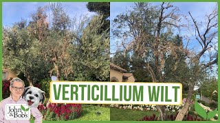 Verticillium Wilt  What Is It amp How To Deal With It [upl. by Borg]