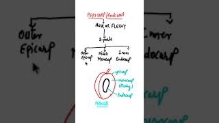 Pericarp or Fruit wall or Ovary wallEpicarp Mesocarp Endocarp biologyshort [upl. by Tuneberg]