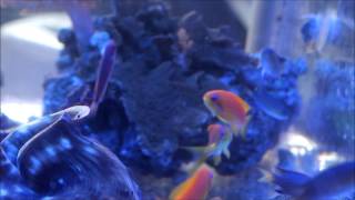 Vanderbuilt Chromis with Anthias [upl. by Anidan]