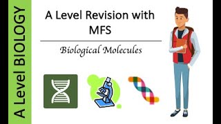 A Level AQA Biology Biological Molecules  Proteins amp Enzymes Exam Questions [upl. by Brozak465]