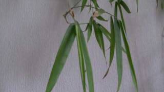 feuille de bambou  bamboo leaf [upl. by Salina]