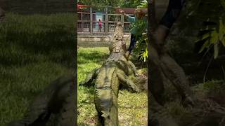 Dundee the Giant Saltwater Crocodile gatorland crocodile giantcroc [upl. by Eannaj]