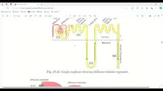 nephrology  functioning anatomy and physiology of the kidney [upl. by Ferneau]