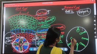 Biology  Comparative study of Anatomy of dicot and monocot plants with easy diagram [upl. by Bucella707]