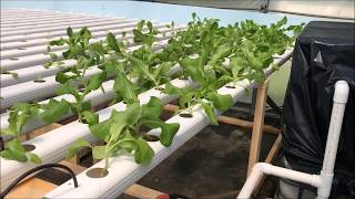 Modifying the troughs in the new lettuce system [upl. by Monica254]