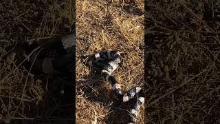 Beautiful LongNosed Snake Rare Daylight Sighting Mojave Desert CA [upl. by Alohs767]