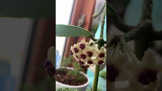 Hoya kerrii blooming [upl. by Fidele]