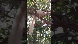 Gaint Albino Malabar Squirrel 🐿️🐿️🐿️ 🥰🥰 [upl. by Inaffets]