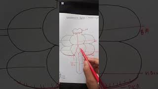 Blood supply of braincircle of willisneuroanatomyneurosciences [upl. by Aluap606]