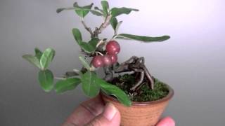 アキグミ盆栽B1（秋茱萸 盆栽）Elaeagnus umbellata bonsai [upl. by Salokcin19]