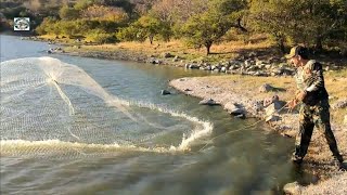 pura tilapia gigantesca en este gran lago [upl. by Lauralee]