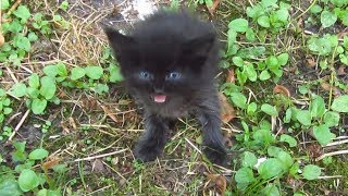 Baby kitten meow very loud on the street [upl. by Yesnel]