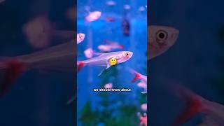 Guide to Glass Bloodfin Tetra 🐠✨ [upl. by Yerkovich]