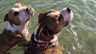 Secret Dog Beach 1 in Sydney [upl. by Berner]