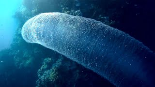 Pyrosome colony of microorganisms different kinds Пиросома колония микроорганизмов разные виды [upl. by Annirok]