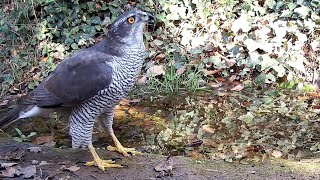 Femella dastor Accipiter gentilis la superdepredadora dels boscos Garrigàs 27012024 [upl. by Almeeta]