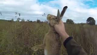 Chasse Petit Gibier 20182019 Faisan Perdreau Lièvre Dans Les Vignes [upl. by Mur]