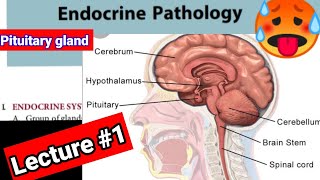 🔴 ENDOCRINOLOGY PATHOLOGY LECTURES 1 Pituitary gland hyperpiturism hyperpiturism [upl. by Albemarle]