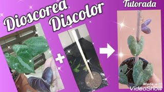 Dioscorea Discolor Tutoramento dioscorea dioscoreadiscolor plantas [upl. by Ateloj814]