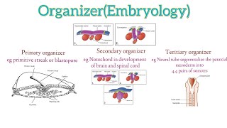 Organizer Embryology  Primarysecondary and tertiary organizers of human embryo [upl. by Elisabetta]