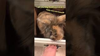 Can You Make This Video VIRAL in a WEEK INSTRUCTIONS IN DESCRIPTION challenge sagethedog bunny [upl. by Aeynod981]