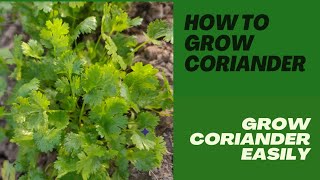 How to Grow CorianderBest amp Easiest Way to Grow Corianderدھنیا کیسے اگائیں Azseedsamp gardening [upl. by Niwled]