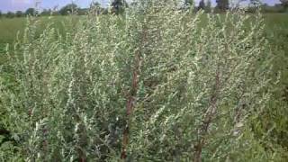 Bijvoet Artemisia vulgaris 27 juli 2010wmv [upl. by Shepperd]