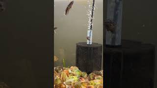 African cichlids fish fishtank aquarium africancichlids [upl. by Ardnasyl]