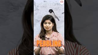 What Is Pebbling  Interesting Words  By Udisha Mishra english shorts [upl. by Kos486]