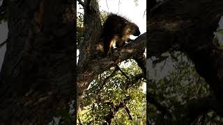 Porcupine Came to Visit porcupine texas [upl. by Ferretti]