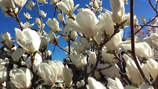 Magnolia soulangeana medicinal plant [upl. by Annail536]