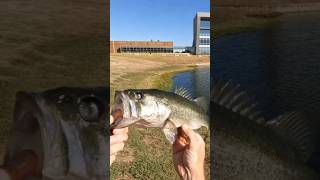 ONE EYED LARGEMOUTH BASS  FALL BASS FISHING [upl. by Lered]