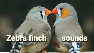 Zebra finch sounds 1 Hour  bird singing nature helps relax bird sound [upl. by Sternberg168]