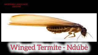 Names of Insects in Ibibio AkwaIbom ibibio [upl. by Dickman170]