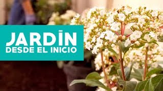 ¿Cómo hacer y planificar un jardín desde el inicio [upl. by Otrebogad967]