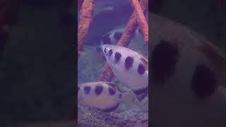 The Fascinating Archerfish Exploring their Habitat and Hunting Techniques [upl. by Anirahtak]