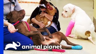 3 Of The Cutest Dog Moments Ever  Pit Bulls amp Parolees [upl. by Fanchan]