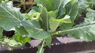 AWLAJOR VLOGS  Welcome to Redland Bay’s Community Garden [upl. by Frodin556]